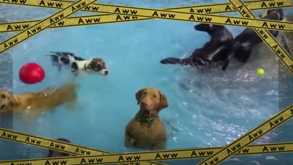 プールってこうやって遊ぶん 水中で微動だにせずこちらを見つめ続ける犬 マランダー プールってこうやって遊ぶん 水中で微動だにせずこちらを見つめ続ける犬 マランダー