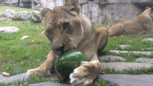 オレゴン動物園に夏が来た クマもトラも サルもみんなでスイカを味わっているよ マランダー