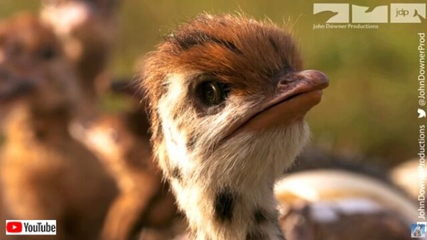 スパイカメラは見た ケガをしたふりをしてヒナを守るダチョウの母 マランダー