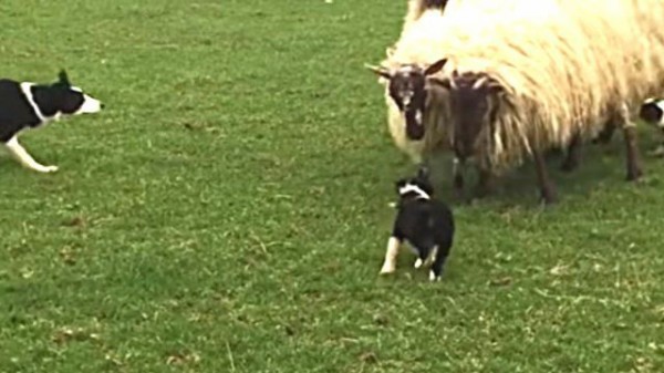 これぞ天職 ボーダーコリーの子犬が 生まれて初めて見た羊たちを見事に追う姿がさすがだと評判に マランダー