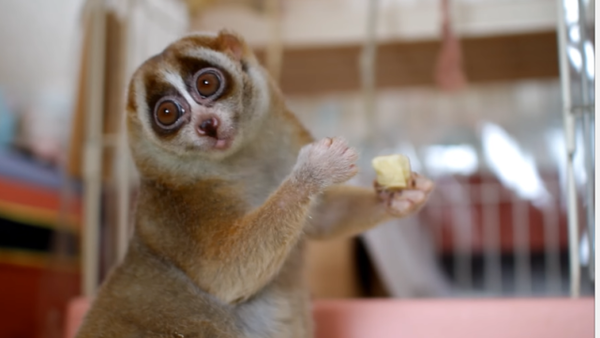 リス サル スローロリス スローロリスのお食事動画でみんなも一息休憩しよう マランダー