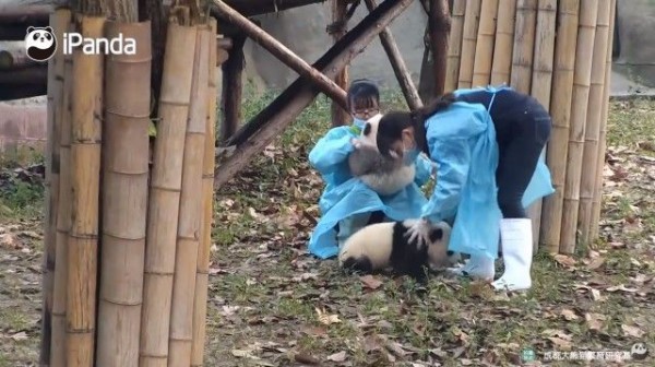 お姉さんの足は渡さない 飼育員さんを取り合う子パンダたちの日常的風景 マランダー