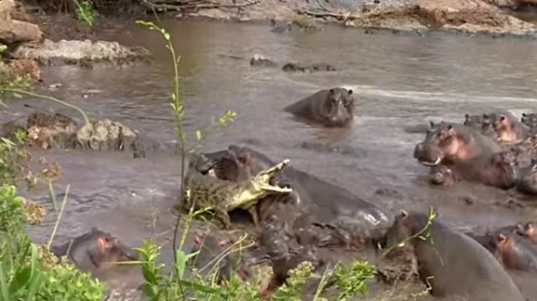 出ていけ あっちへ行け 寄ってたかってワニを追い出す30頭のカバたちが圧巻だった マランダー