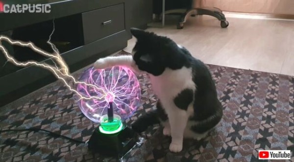 プラズマボール 猫 ト ギ様 プラズマボール 20センチ 大玉 公式通販