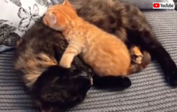 大好きなおかあにゃんとずっと一緒 母猫と子猫の優しい時間総集編 マランダー