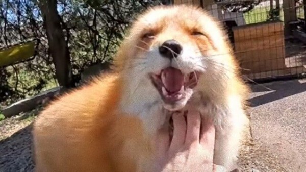 保護キツネのディクシーさん モフられてまるで嬉し泣きのような声をあげちゃった マランダー