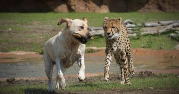 犬ってやっぱりすごい 犬と過ごすことでチーターの緊張と恥ずかしがりが改善されるらしい マランダー