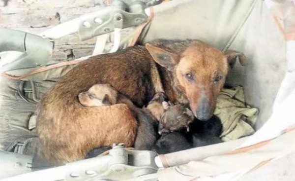 犬の母性は天井しらず 凍える夜に野良犬が抱いていたのは 自身の子犬と人間の赤ちゃんだった マランダー