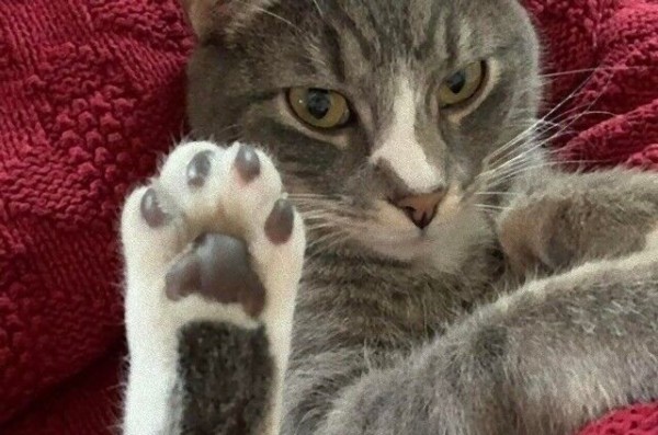 猫といえば にくきゅう ちっちゃくて可愛くてキュートな肉球を詰め合わせてみた マランダー