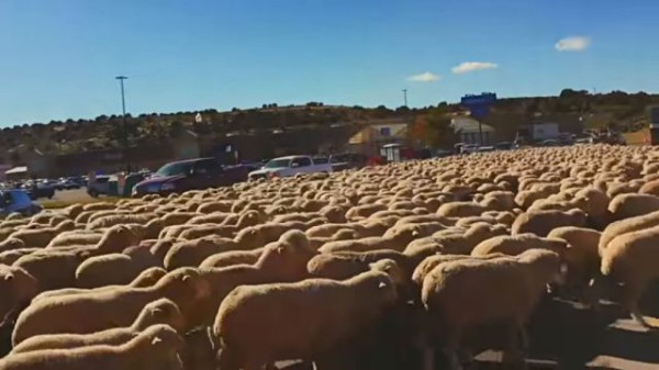 この圧倒的なヒツジ感 道路をすべて埋め尽くすヒツジの群れをご覧ください マランダー