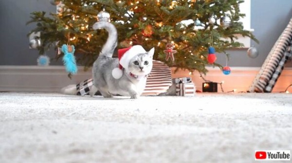 猫天使たちが愛と喜びをまき散らす日 可愛いマンチカンからのメリークリスマス マランダー