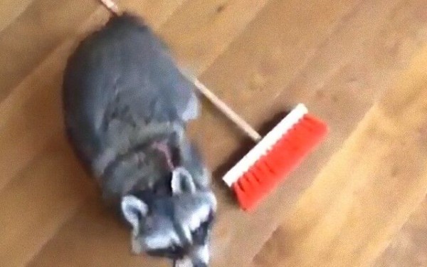 アライグマの掃除屋さん現る。デッキブラシを手にせっせとお掃除に励む