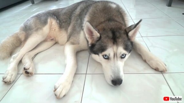 犬もやっぱり高級なお肉がお好き ハスキーのゴハン おいしそうに和牛を食す マランダー 犬もやっぱり高級なお肉がお好き ハスキーのゴハン おいしそうに和牛を食す マランダー