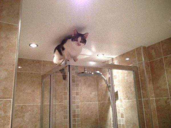 うちの可愛いアホ猫を見てくれ アレコレやらかしちゃった猫たちの所業詰め合わせ マランダー うちの可愛いアホ猫を見てくれ アレコレやらかしちゃった猫たちの所業詰め合わせ マランダー