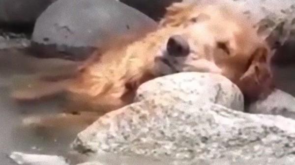 つめたくてきもちいいので川の中でウトウトうとりんこする犬の癒し動画 マランダー