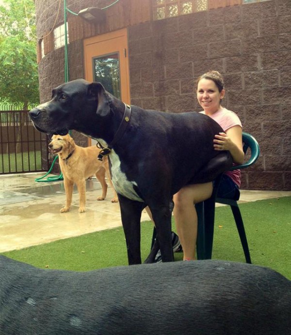 隣の犬は大きすぎた 大きくなっても甘えん坊な巨大犬たちファイナル マランダー
