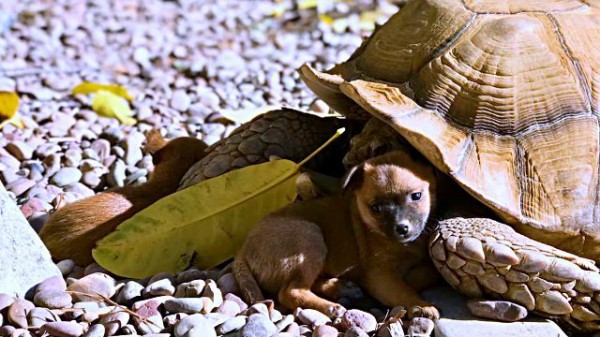 ゆったりのっそり子育てしちゃうよ リクガメと共に過ごす子犬たち マランダー