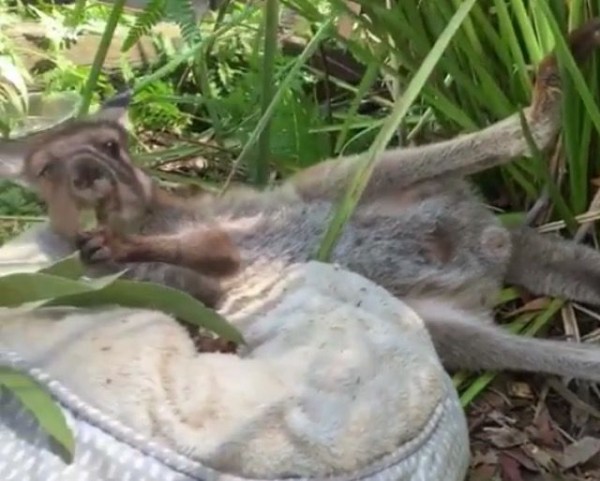 だいぶ人間味のあるカンガルー 寝そべりながら草をモシャー マランダー