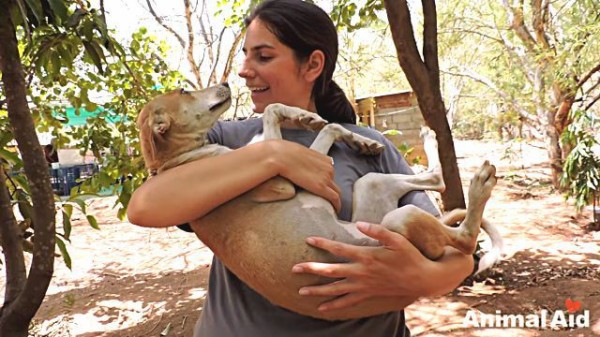 Animal Aid もう大丈夫だよ 頭にケガをして動けなかった犬が 元気に走り回るようになるまで 出血注意 マランダー