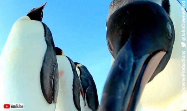 ペンギンパパズの うちの子可愛い いやうちの子だって な親バカシーンをロボットカメラが激写してきた マランダー