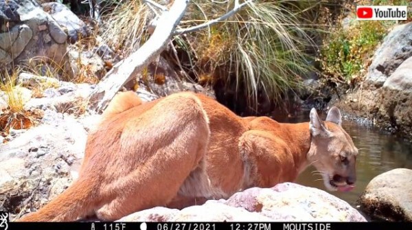 水を飲みに来るのも命がけ アリゾナで森の水飲み場を訪れる野生動物たち マランダー 水を飲みに来るのも命がけ アリゾナで森の水飲み場を訪れる野生動物たち マランダー