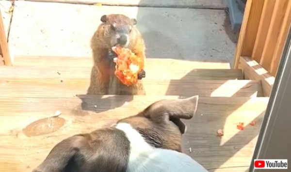 へへ 食べたい 美味しいよ 窓の向こうのウッドチャック 犬たちにピザを見せびらかしながら美味しそうに食す マランダー へへ 食べたい 美味しいよ 窓の向こうのウッドチャック 犬たちにピザを見せびらかしながら美味しそうに食す マランダー