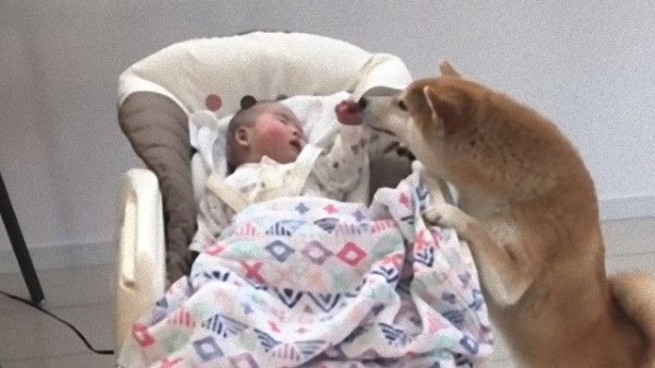柴犬のだいふくさん 泣き出した赤ちゃんのおててをなめて慰めるよ マランダー