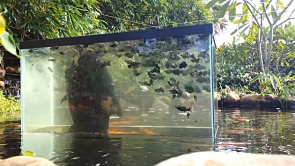 池の中からコンニチハ！水槽を逆さに置いてみたら、でっかい魚が