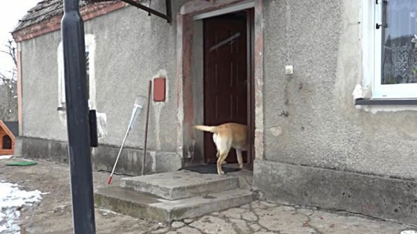 お願い 早く開けて 雪の中 呼び鈴を鳴らして家に入れてもらおうとする健気な犬 マランダー