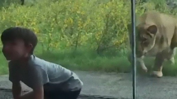 オレ オマエ 狩ル 乳幼児を襲う気満々のライオンが動物園で発見された マランダー