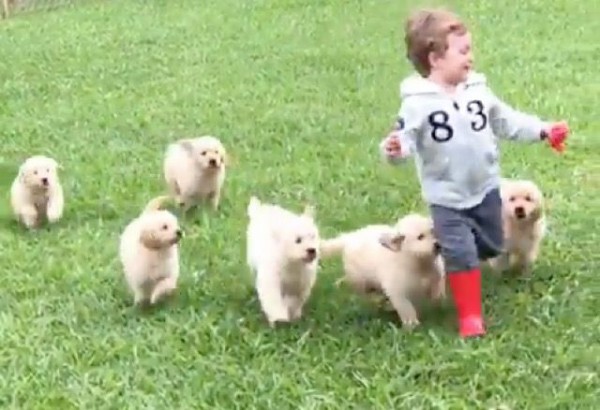 しあわせが止まらない ゴールデンの子犬たちと小さな男の子のモフモフ追っかけっこ マランダー