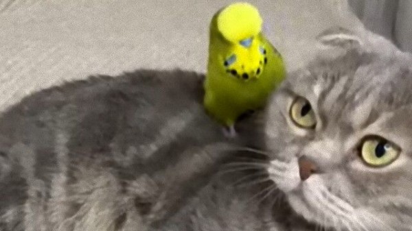 猫とインコの異種間友情。猫のデンさんの頭の上でお尻を振るインコの 