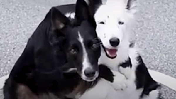 さあ みんなでハグしよう 抱っこ大好き保護犬ズの幸せいっぱいえぶりでぃライフ マランダー さあ みんなでハグしよう 抱っこ大好き保護犬ズの幸せいっぱいえぶりでぃライフ マランダー