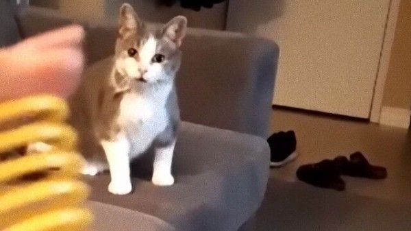 バネのおもちゃに目がない猫 ソファの上での昼寝を中止しおもちゃ投げを要望 マランダー