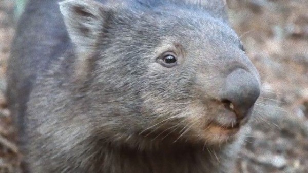 ランチはまだか 抱っこはまだか ウォンバットのスカーレットさん我慢できずに叫んだ マランダー