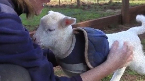 ナデモフと連動して動くぞ 子ヒツジの尻尾の素直さがかわいくて マランダー ナデモフと連動して動くぞ 子ヒツジの尻尾の素直さがかわいくて マランダー