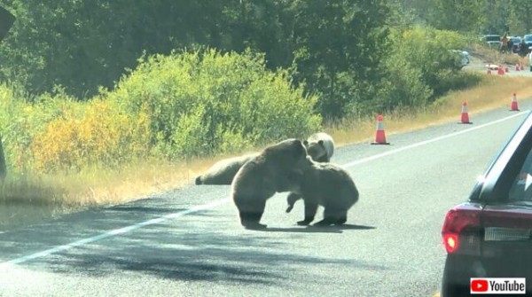 ここはボクたちのプレイグラウンド 路上でくんずほぐれつ遊ぶ子グマたちの可愛いこと マランダー