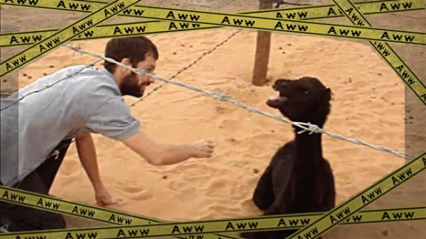 はい 実はこんな声なんです ラクダの赤ちゃんの鳴き声はわりと人間っぽかった マランダー