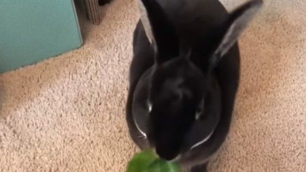 漆黒キュート 黒いウサギのブラックオターミニレックス タンポポをスタイリッシュに召し上がる マランダー