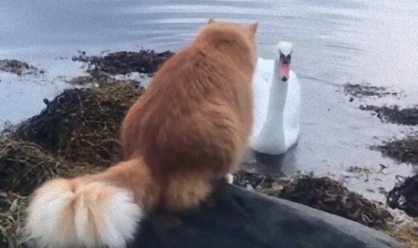 猫と白鳥 ノルウェイの水辺で出会ったもののちょっと緊迫 マランダー