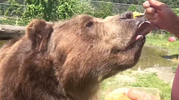 やっぱり蜂蜜大好きクマー もっとちょうだい とクマおじさんにねだりまくり マランダー