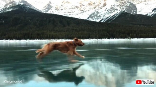 氷の上を犬が走る カナダの大自然の中 凍り付いた湖を疾走する犬 マランダー