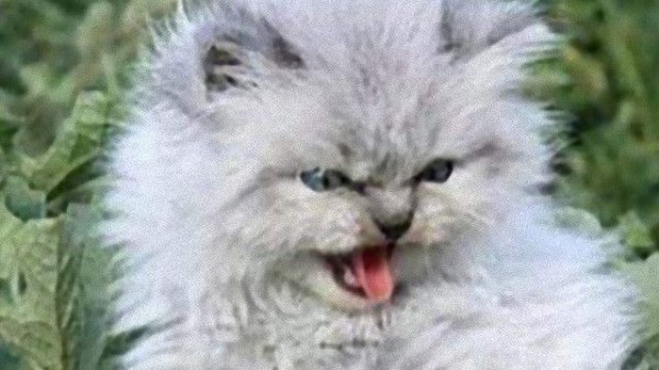 世に覇者はひとり スイカを抱えてぶちぎれる猫の表情に関する海外の反応 マランダー