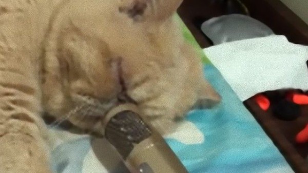 猫のいびきをマイクで拾ってみた。不思議な音が聞こえてきた 