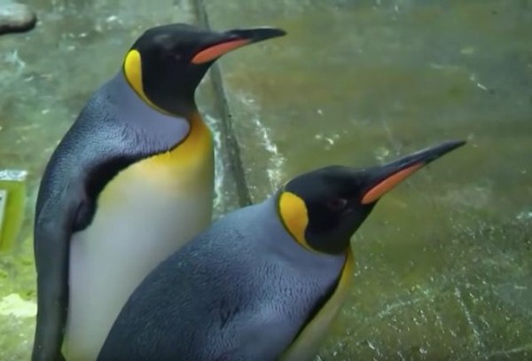 どうしてもパパになりたいゲイのペンギンカップル こっそりよその赤ちゃんを育てるの巻 マランダー