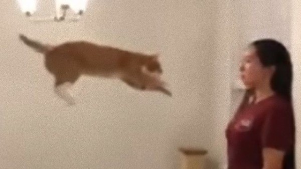 猫、飼い主めがけて大ジャンプ！その跳躍が美しい～！ : マランダー