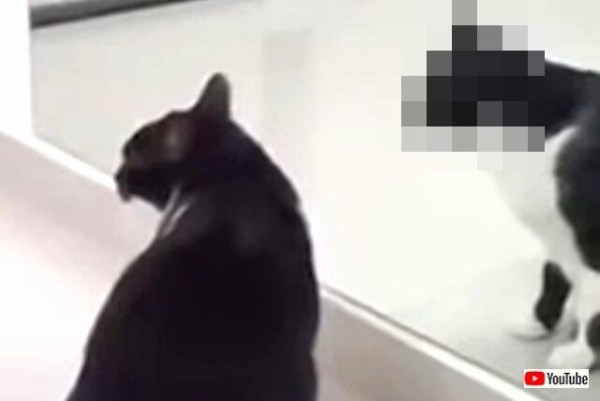 恐怖 鏡の中の猫の動きが と一瞬怖かったけれど多分フェイクだと思われる動画 マランダー