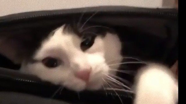 私を置いていかせニャイ スーツケースに忍び込み 旅行の準備を邪魔する猫 マランダー