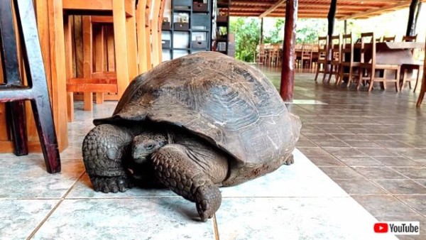 何か美味しいものはある ガラパゴスゾウガメがレストランにふらりとやって来た マランダー