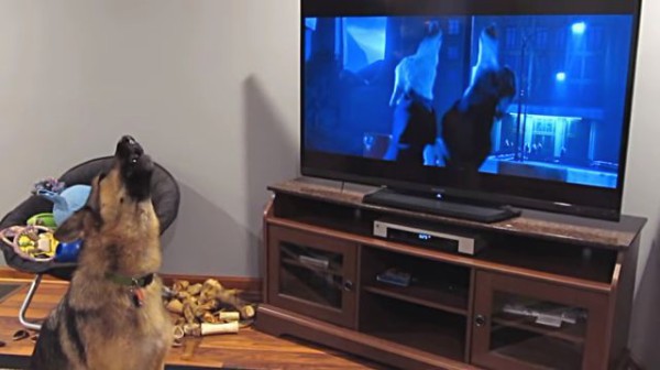 本能っちゅうか礼儀でんがな ズートピアのあのシーンに思い切りつられる犬 マランダー